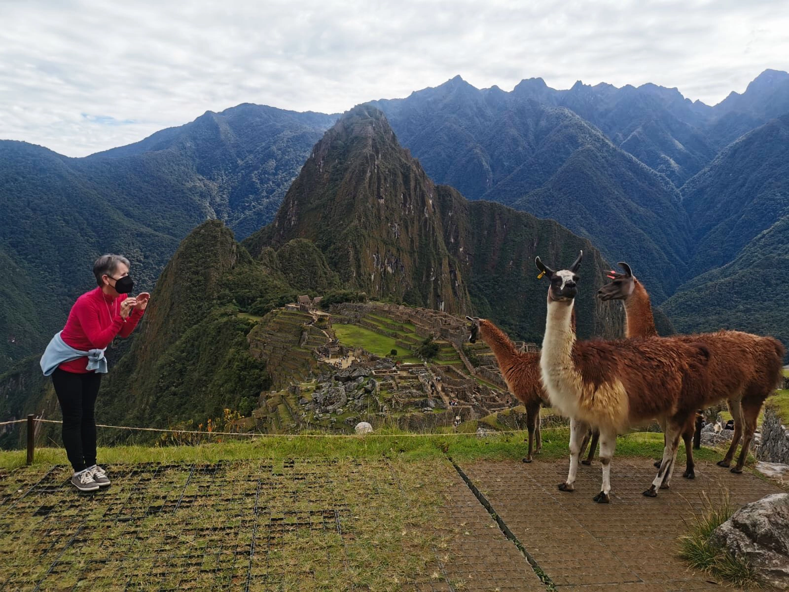 Woman making faces at three llamas in Machu Picchu.